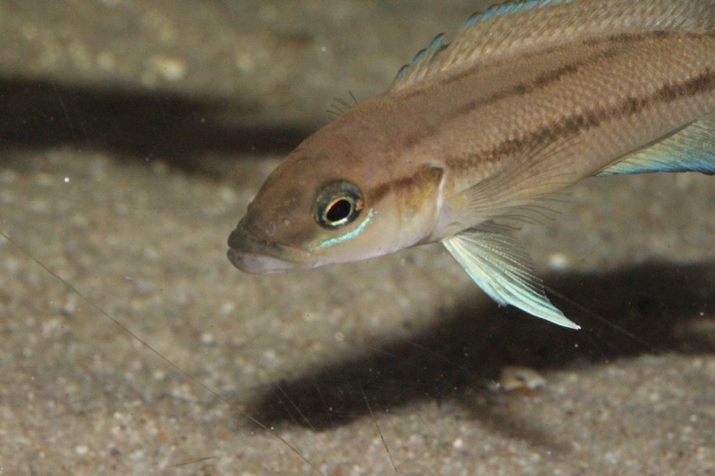 Neolamprologus longicaudatus 'Bilila (Kavala) Island'